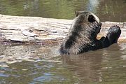 18 - Grouse Mountain - IMG_1532